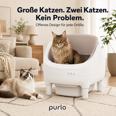 Große Katzen und zwei Katzen: Maine Coon in der oben offenen PURLO Katzentoilette, Ragdoll daneben